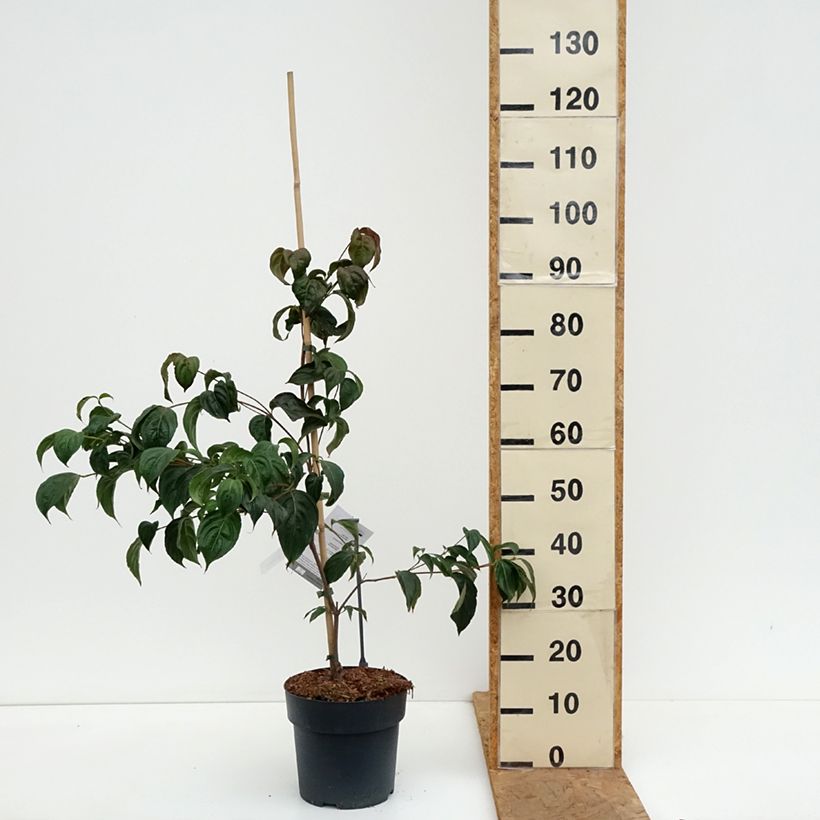 Exemplar von Japanischer Blumen-Hartriegel Beni-fuji - Cornus kousa Topf mit 4L/5L wie im Herbst geliefert