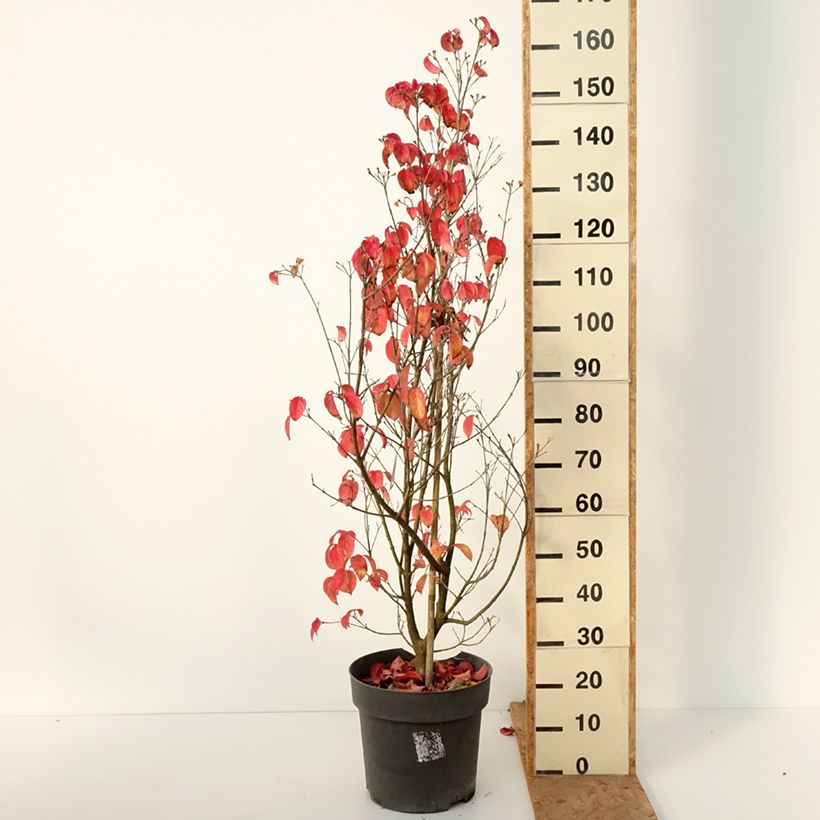 Exemplar von Japanischer Blumen-Hartriegel Blooming Merry Tetra - Cornus kousa Topf mit 7,5L/10L wie im Herbst geliefert