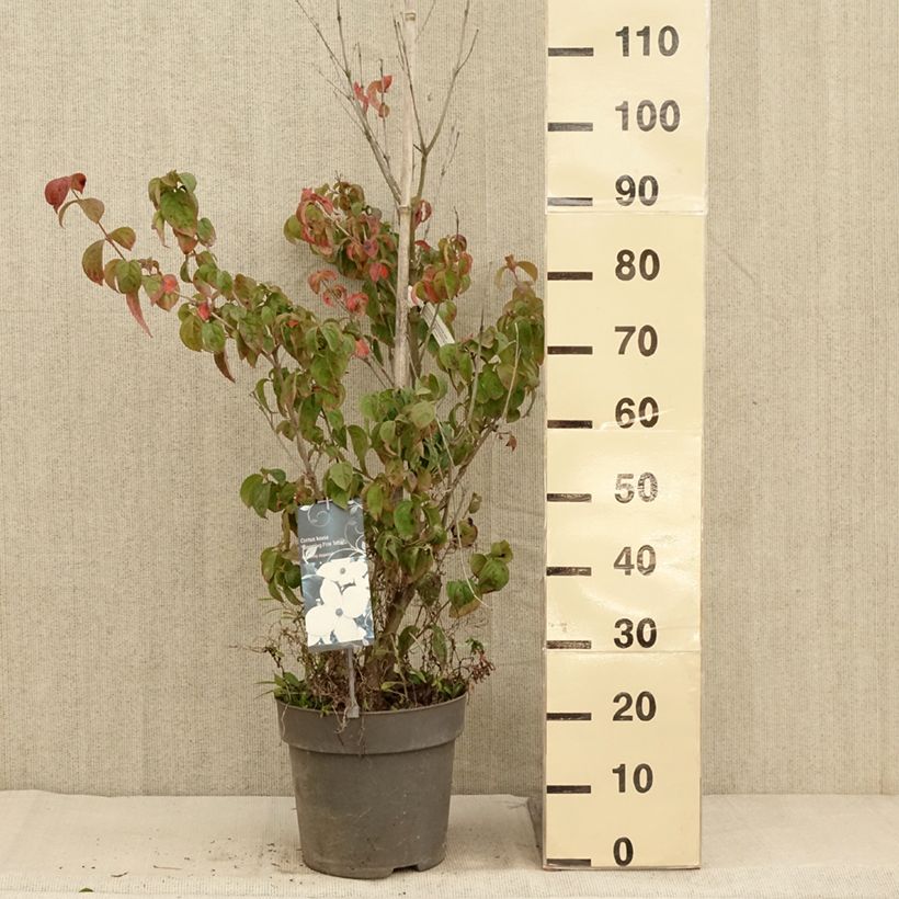 Exemplar von Cornus kousa Blooming Pink Tetra - Cornouiller hybride Pot de 7,5L/10L wie im Herbst geliefert