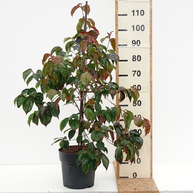 Exemplar von Japanischer Blumen-Hartriegel Blooming White Tetra - Cornus kousa Topf mit 4L/5L wie im Herbst geliefert