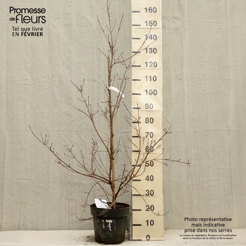 Exemplar von Cornus kousa Blooming White Tetra - Cornouiller hybride Pot de 4L/5L wie im Winter geliefert