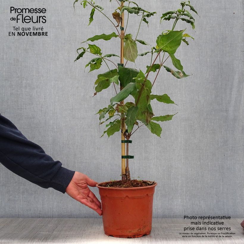 Exemplar von Japanischer Blumen-Hartriegel Cappuccino - Cornus kousa Topf mit 4L/5L wie im Herbst geliefert