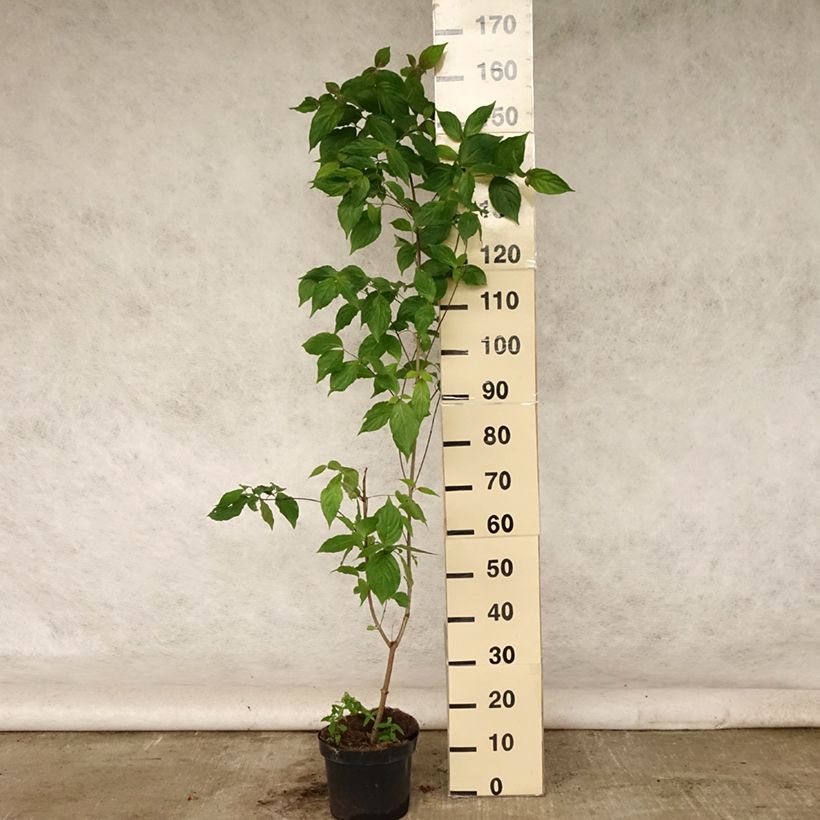 Exemplar von Japanischer Blumen-Hartriegel Chinensis - Cornus kousa Topf mit 3L/4L wie im Sommer geliefert