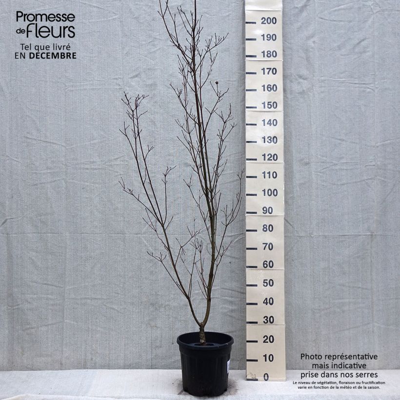 Exemplar von Cornus kousa Couronne - Cornouiller du Japon Pot de 12L/15L wie im Winter geliefert
