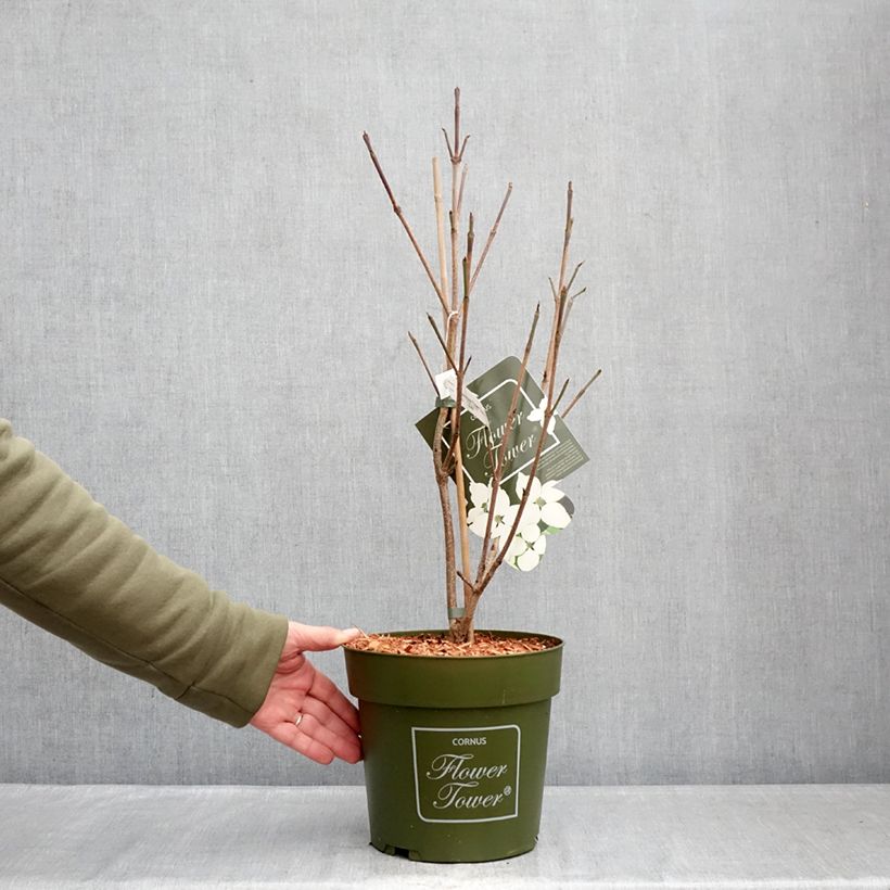 Example of Japanischer Blumen-Hartriegel Flower Tower - Cornus kousa Topf mit 4L/5L as you get in hiver