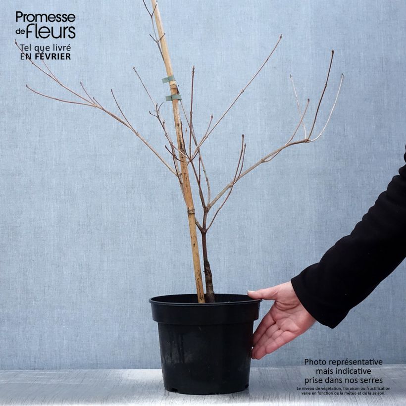 Exemplar von Cornus kousa Gold Star - Cornouiller du Japon Pot de 4L/5L wie im Winter geliefert