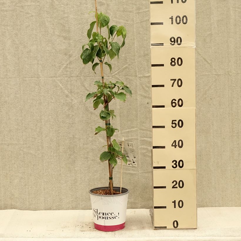 Exemplar von Cornus kousa Mandarin Jewel - Cornouiller du Japon Pot de 4L/5L wie im Herbst geliefert