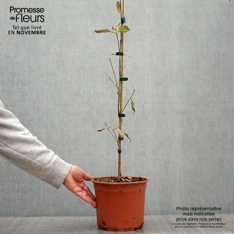 Exemplar von Cornus kousa Pevé Foggy - Cornouiller du Japon Pot de 4L/5L wie im Herbst geliefert