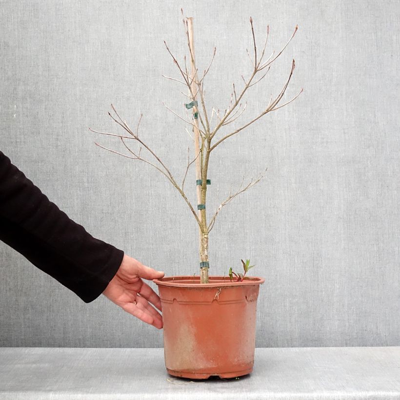 Exemplar von Japanischer Blumen-Hartriegel Pevé Foggy - Cornus kousa Topf mit 4L/5L wie im Frühjahr geliefert