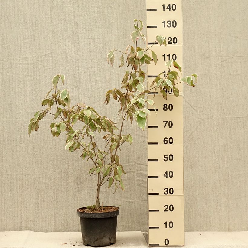 Exemplar von Japanischer Blumen-Hartriegel Samaritan - Cornus kousa Topf mit 4L/5L wie im Herbst geliefert