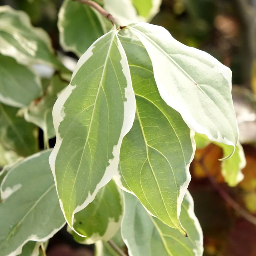 Japanischer Blumen-Hartriegel Samaritan - Cornus kousa (Foliage)