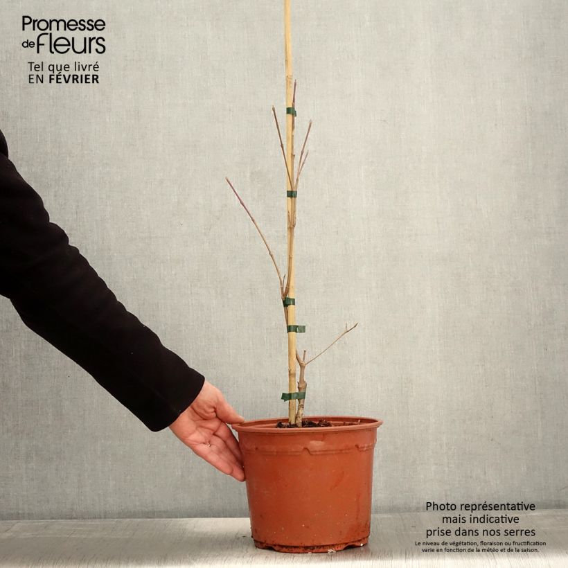 Exemplar von Cornus kousa Shira-yuki - Cornouiller du Japon Pot de 4L/5L wie im Winter geliefert