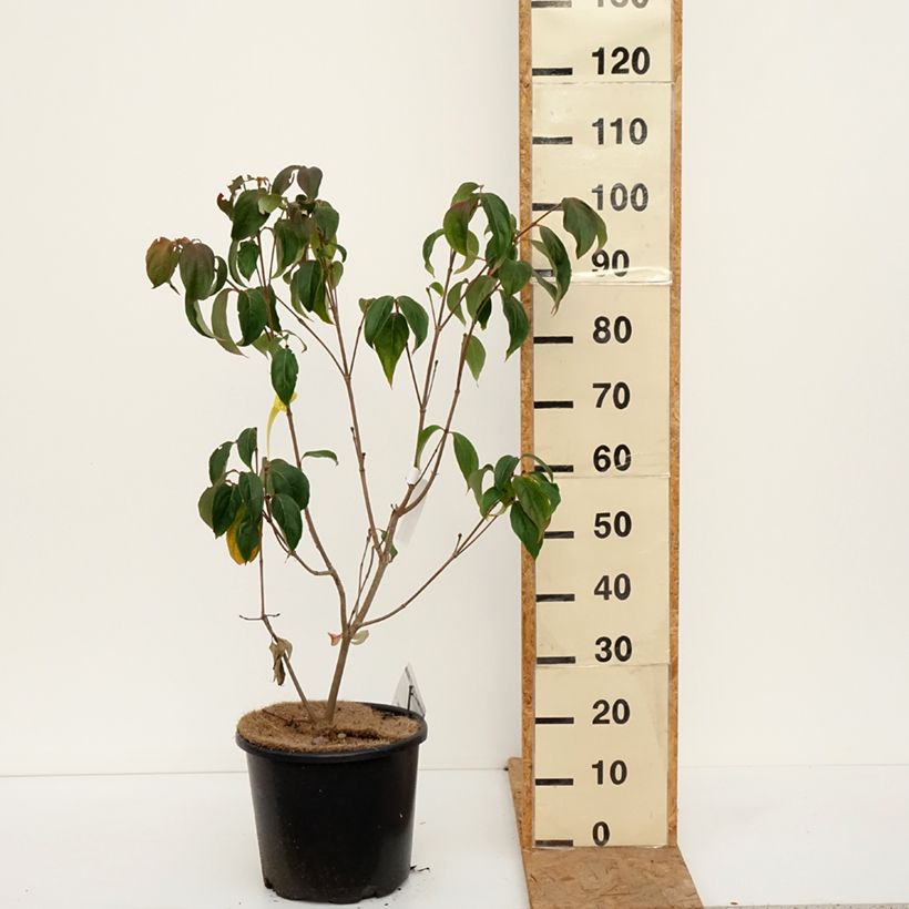 Exemplar von Japanischer Blumen-Hartriegel Teutonia - Cornus kousa Topf mit 12L/15L wie im Herbst geliefert