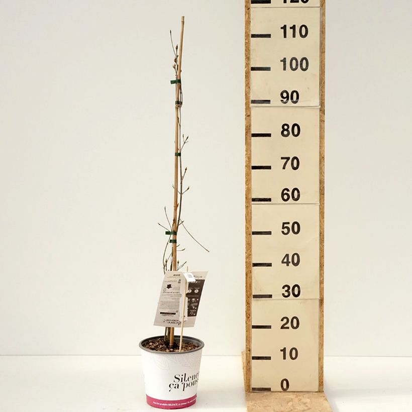 Example of Chinesischer Blumen-Hartriegel Great Star - Cornus kousa subsp. chinensis Topf mit 4L/5L as you get in printemps