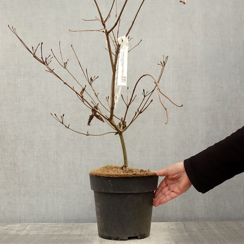 Exemplar von Cornus kousa Weaver's Weeping (Weaver) - Cornouiller du Japon Pot de 6L/7L wie im Herbst geliefert