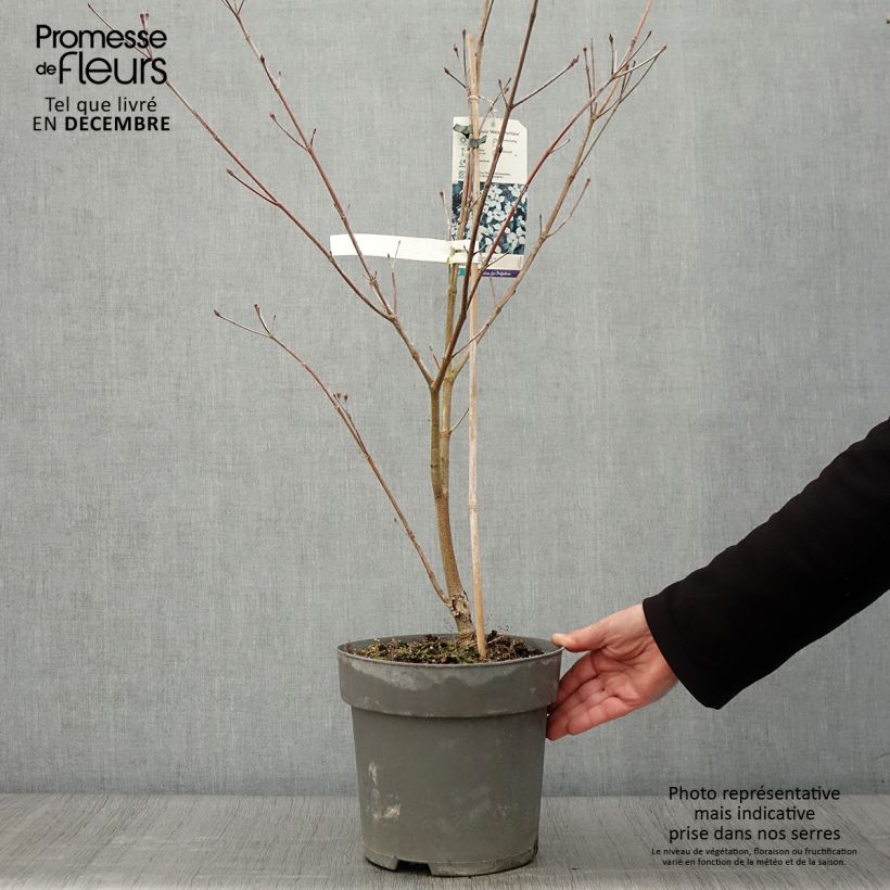 Exemplar von Japanischer Blumen-Hartriegel Weisse Fontaine - Cornus kousa Topf mit 3L/4L wie im Herbst geliefert