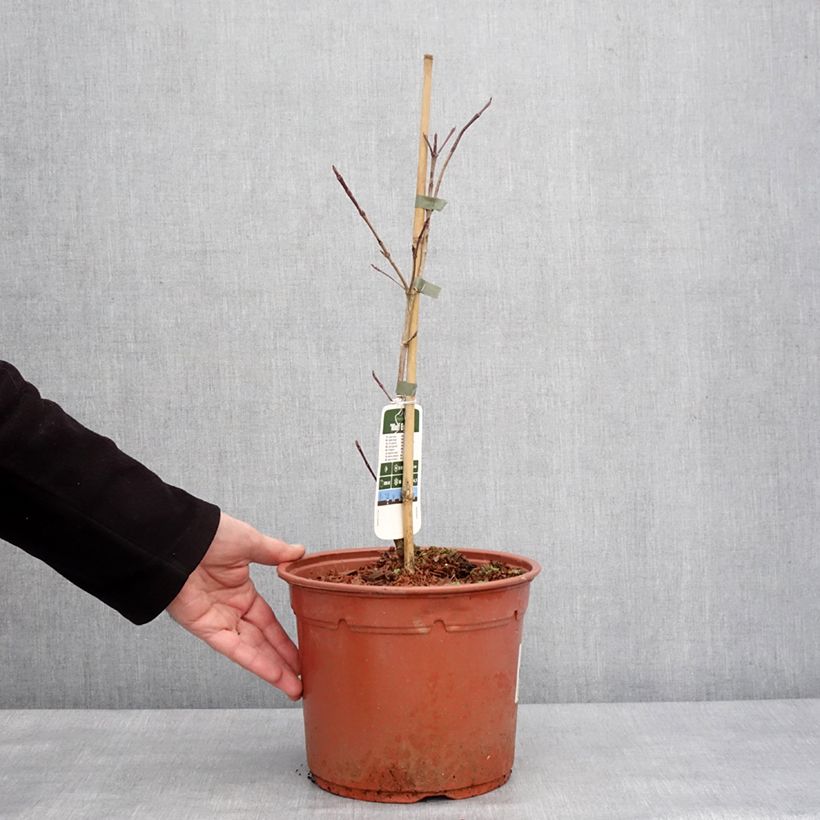 Exemplar von Cornus kousa Wolf Eyes - Cornouiller du Japon Pot de 4L/5L wie im Winter geliefert