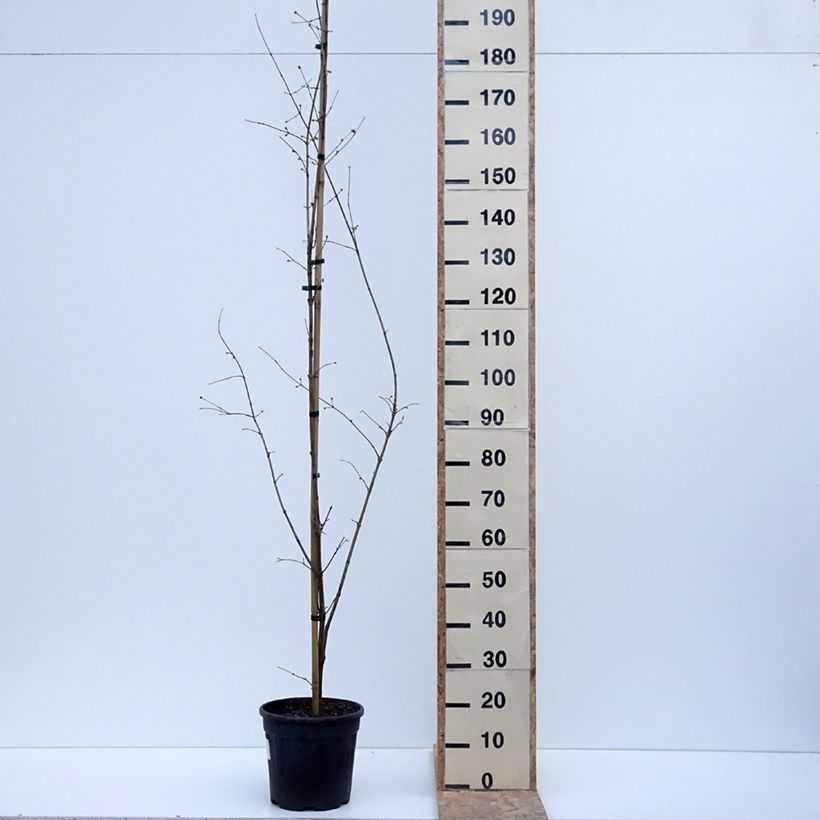 Exemplar von Kornelkirsche Florianka - Cornus mas Topf mit 7,5L/10L wie im Winter geliefert