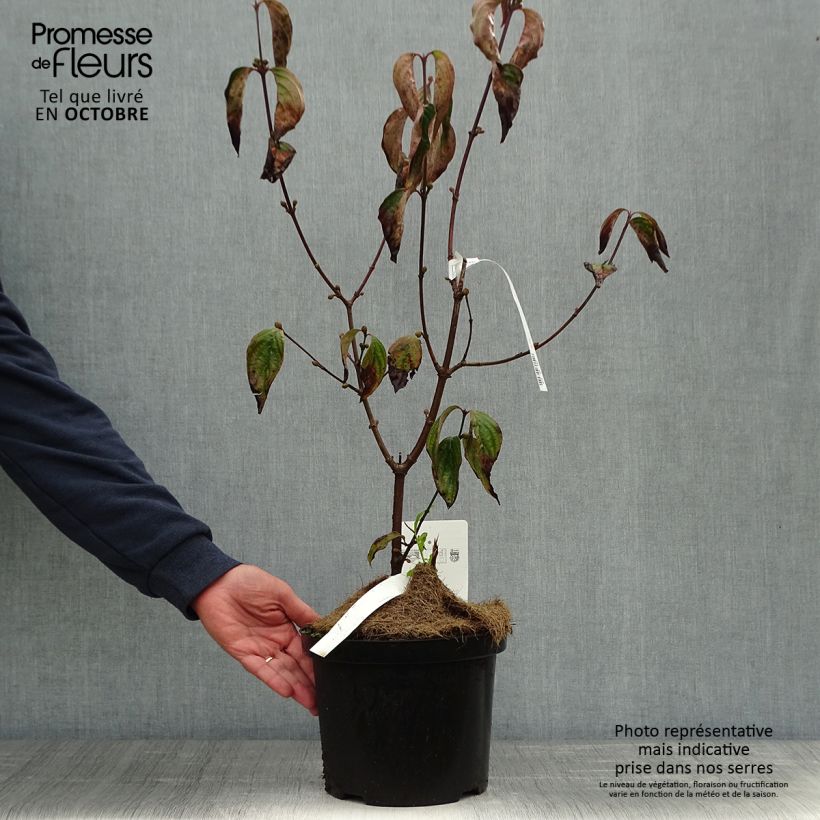 Exemplar von Cornus mas Jolico - Cornouiller mâle Pot de 3L/4L wie im Herbst geliefert