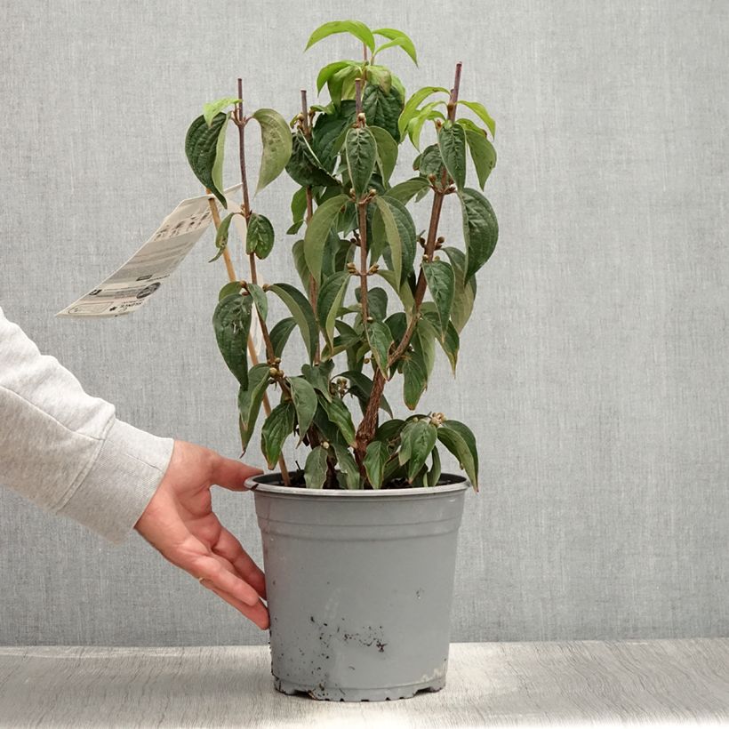 Exemplar von Asiatische Kornelkirsche - Cornus officinalis Topf mit 4L/5L wie im Sommer geliefert