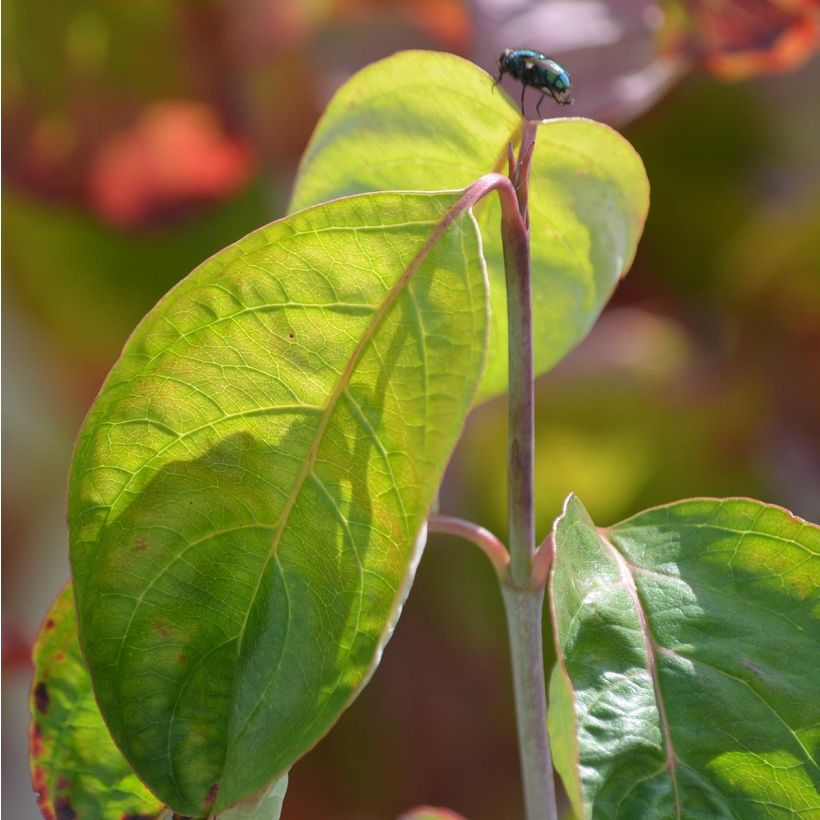 Amerikanischer Blumen-Hartriegel Rubra - Cornus florida (Foliage)