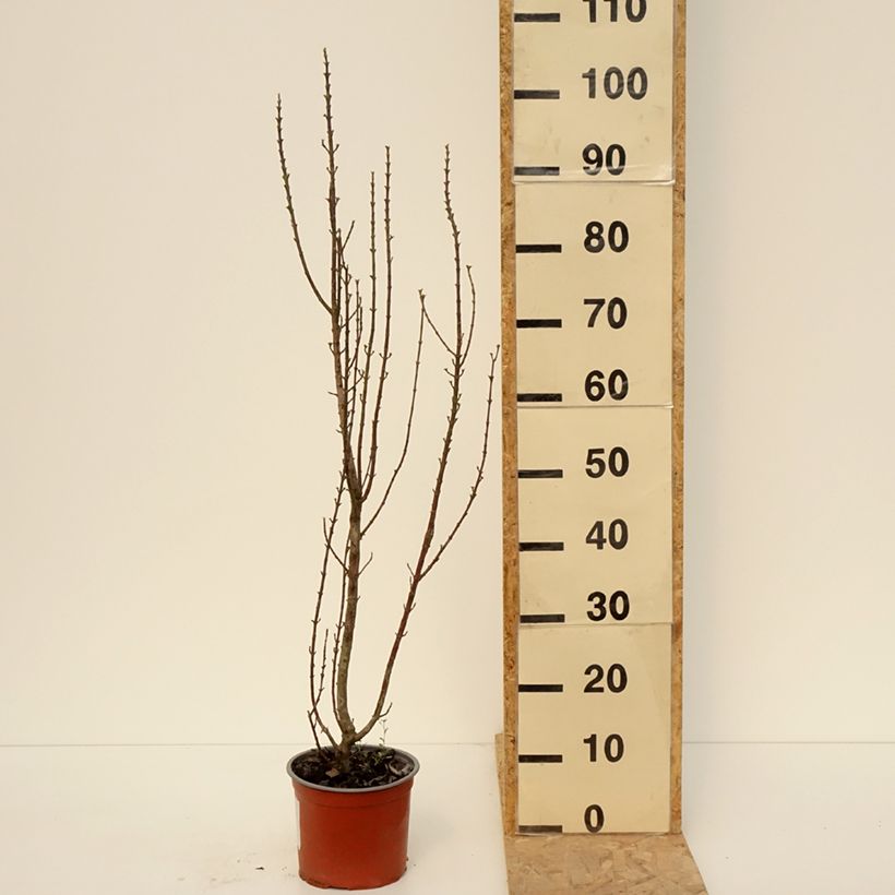 Example of Roter Hartriegel Compressa - Cornus sanguinea  Topf mit 3L/4L as you get in printemps