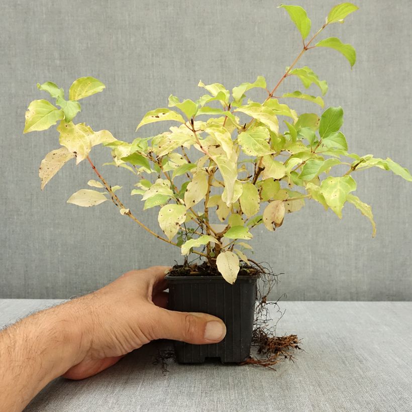 Exemplar von Roter Hartriegel Mid Winter Fire - Cornus sanguinea Kleine Töpfe von 8/9 cm wie im Sommer geliefert