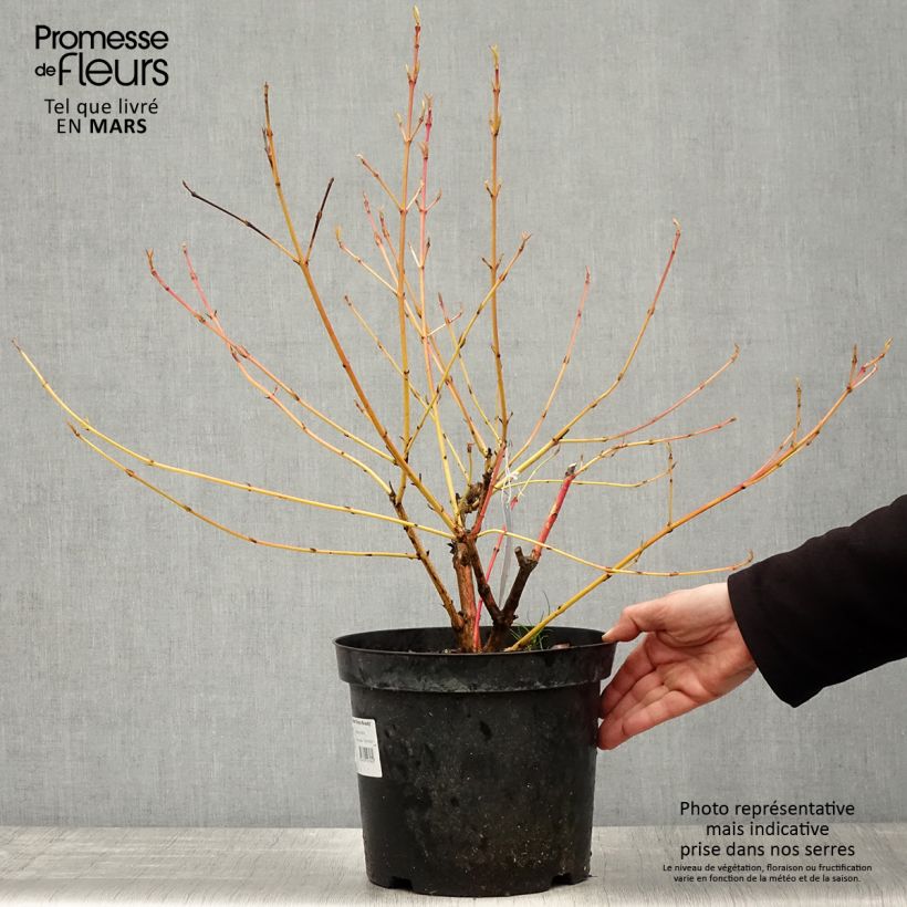 Example of Roter Hartriegel Winter Beauty - Cornus sanguinea Topf mit 7,5L/10L as you get in printemps