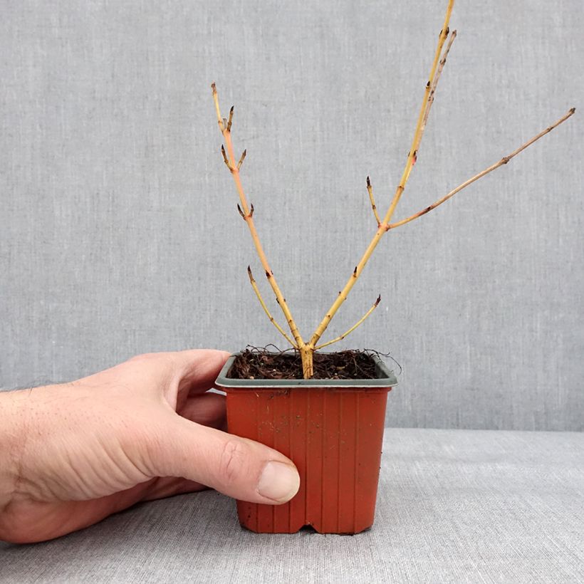 Exemplar von Cornus sanguinea Winter Beauty -Cornouiller sanguin Godet de 8/9 cm wie im Winter geliefert