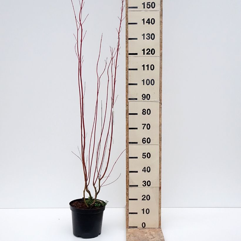 Exemplar von Cornus sericea Cardinal - Cornouiller stolonifère Pot de 7,5L/10L wie im Winter geliefert