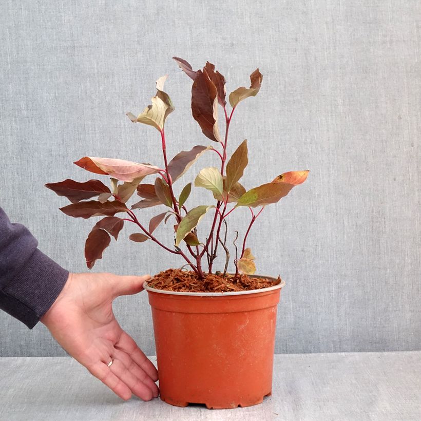 Exemplar von Seidige Hartriegel Farba - Cornus sericea  Topf mit 3L/4L wie im Herbst geliefert