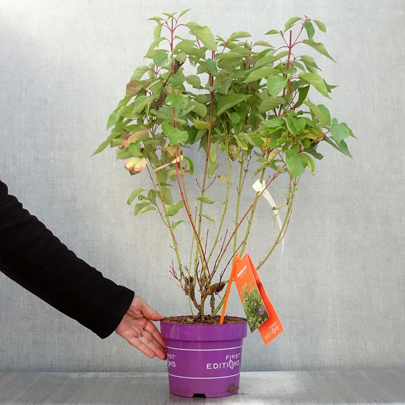 Exemplar von Cornus sericea Firedance - Cornouiller stolonifère Pot de 3L/4L wie im Herbst geliefert
