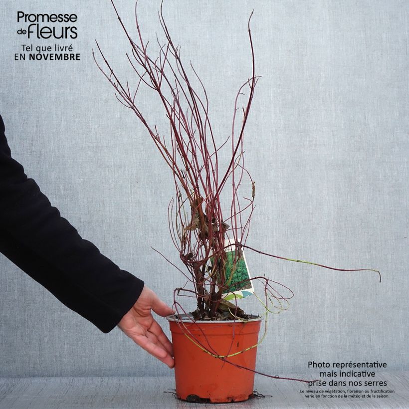 Exemplar von Cornus sericea Kelseyi - Cornouiller stolonifère Pot de 3L/4L wie im Herbst geliefert