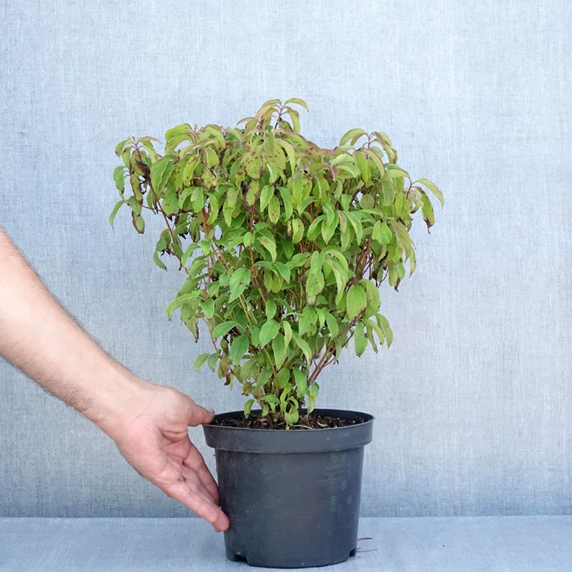 Exemplar von Seidige Hartriegel Kelseyi - Cornus sericea Topf mit 3L/4L wie im Sommer geliefert