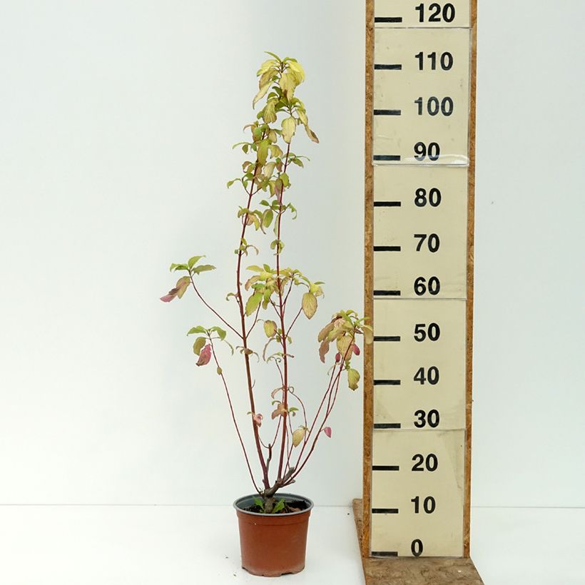 Exemplar von Seidige Hartriegel Sunshine - Cornus sericea  Topf mit 3L/4L wie im Sommer geliefert
