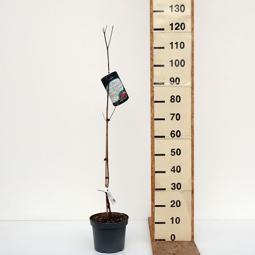 Exemplar von Cornus Starlight - Cornouiller à fleurs Topf mit 3L/4L wie im Winter geliefert