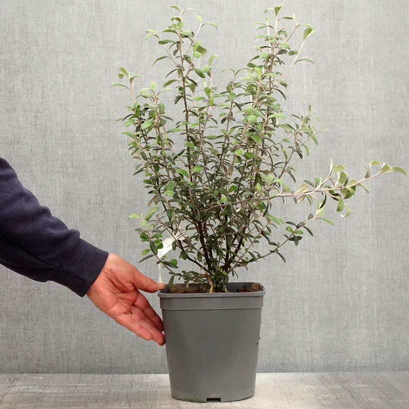 Example of Corokia x virgata Frosted chocolate - Zickzackstrauch Topf mit 4L/5L as you get in printemps