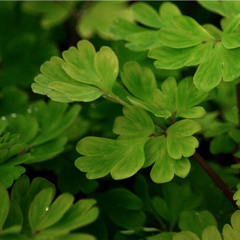 Corydalis flexuosa - Gebogener Lerchensporn (Laub)