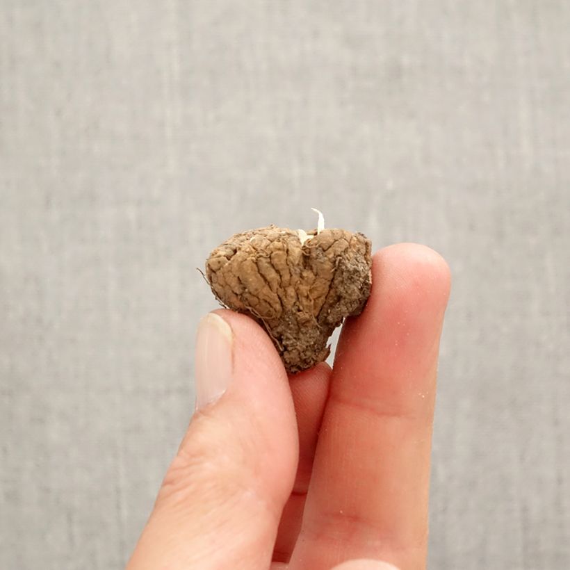 Exemplar von Corydalis solida Firebird - Gefingerter Lerchensporn Zwiebel Kaliber/Größe I wie im Frühjahr geliefert