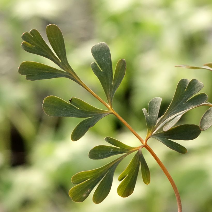 Corydalis flexuosa Porcelain Blue - Gebogener Lerchensporn (Laub)