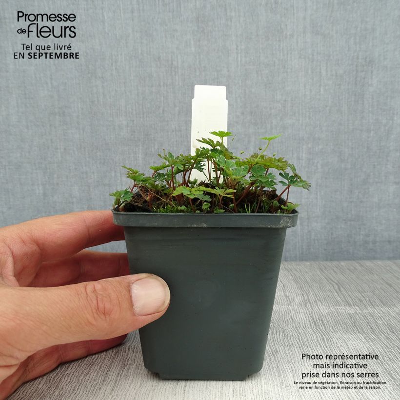 Exemplar von Corydalis flexuosa Purple Leaf - Gebogener Lerchensporn Kleine Töpfe von 8/9 cm wie im Sommer geliefert