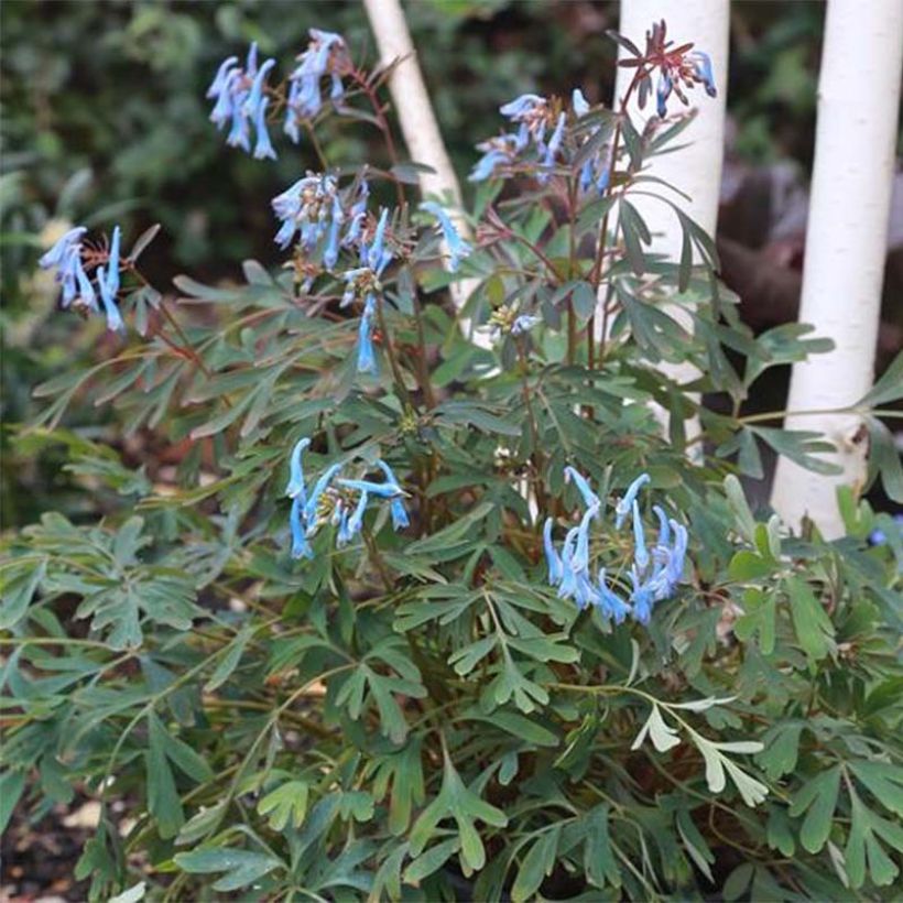 Corydalis flexuosa Porcelain Blue - Gebogener Lerchensporn (Blüte)