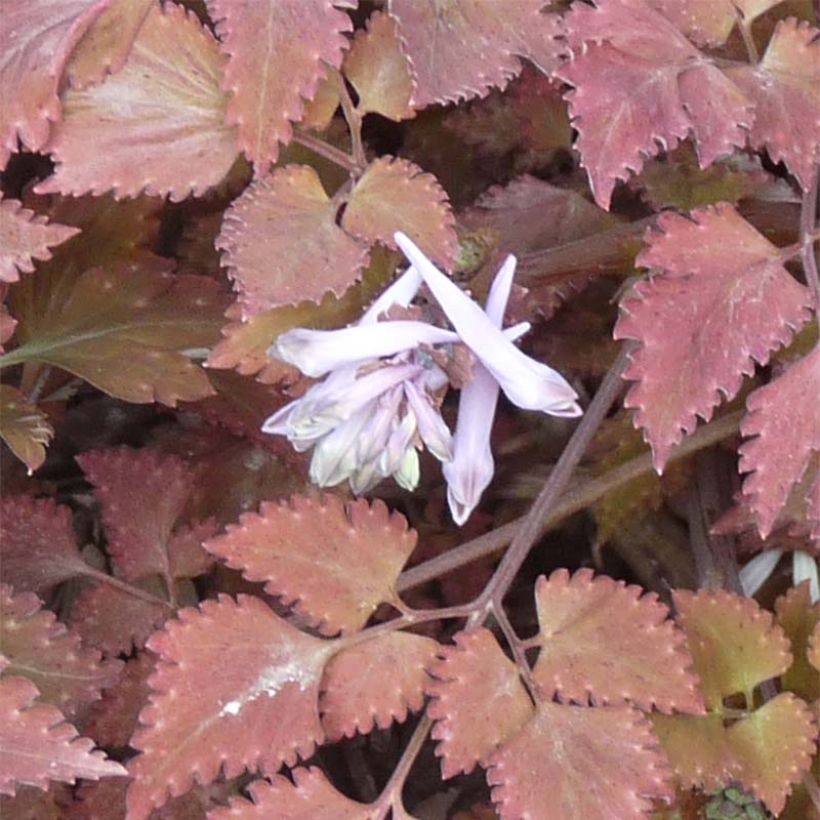 Corydalis quantmeyeriana Chocolate Stars - Lerchensporn (Blüte)
