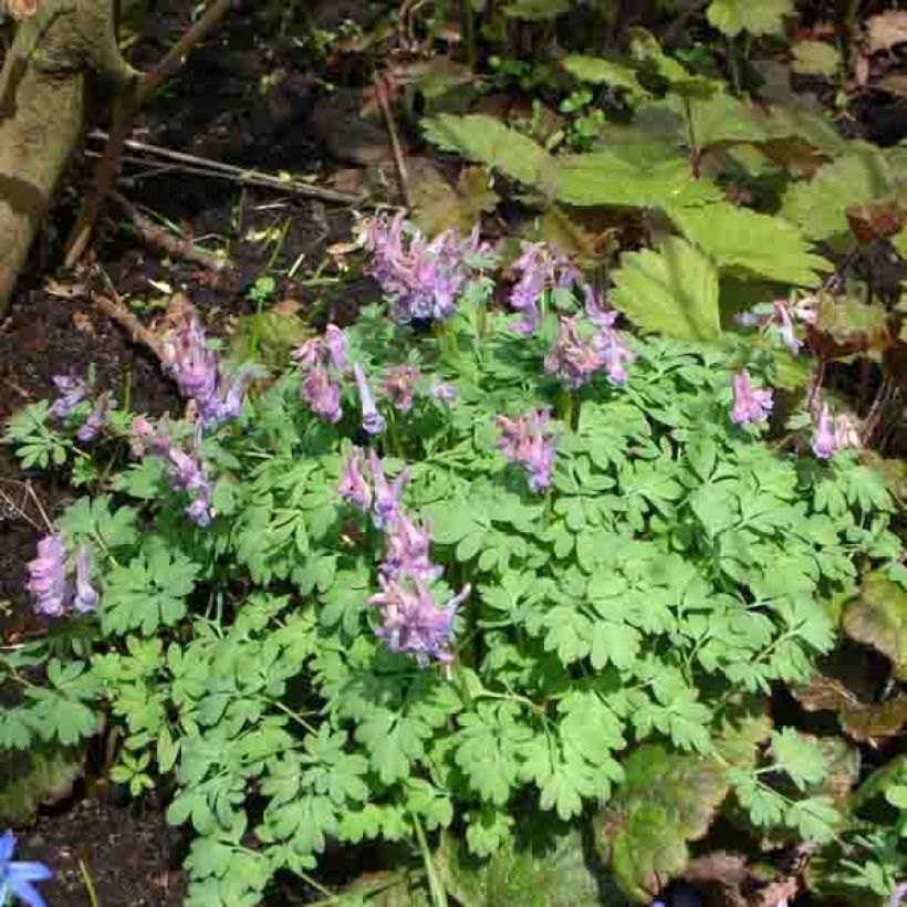 Corydalis solida - Gefingerter Lerchensporn (Wuchs)