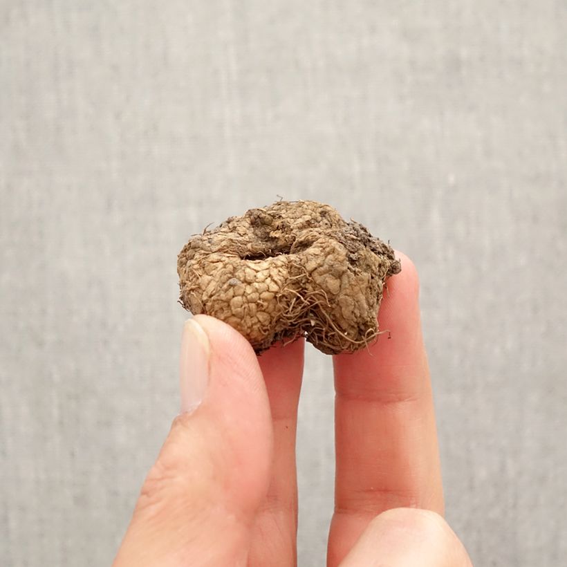 Example of Corydalis solida GP Baker - Gefingerter Lerchensporn Zwiebel Kaliber/Größe I as you get in printemps