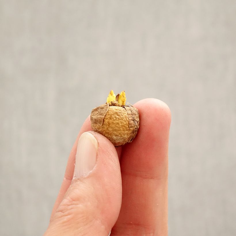 Exemplar von Corydalis solida White Swallow - Gefingerter Lerchensporn Zwiebel Kaliber/Größe 5+ wie im Frühjahr geliefert