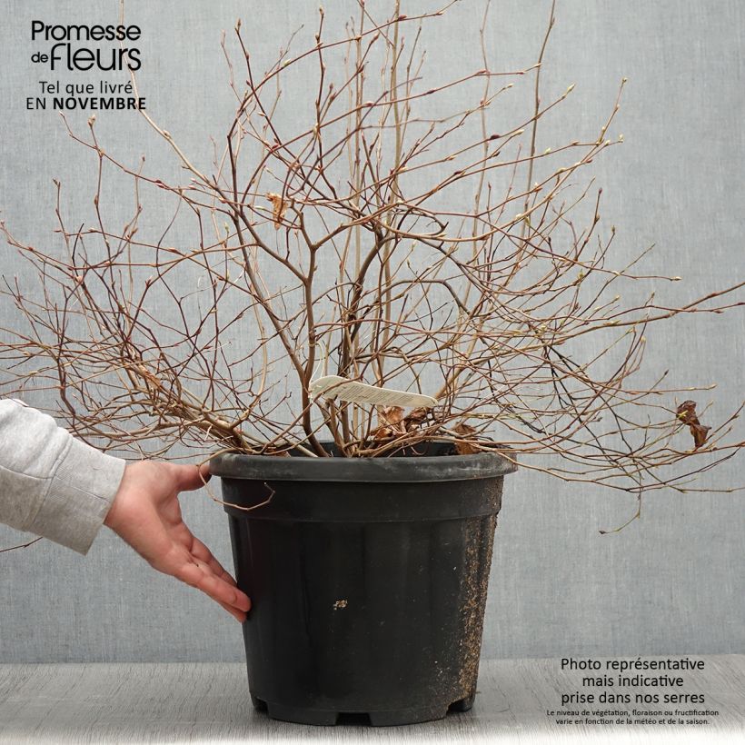 Exemplar von Corylopsis pauciflora - Faux noisetier Pot de 12L/15L wie im Herbst geliefert