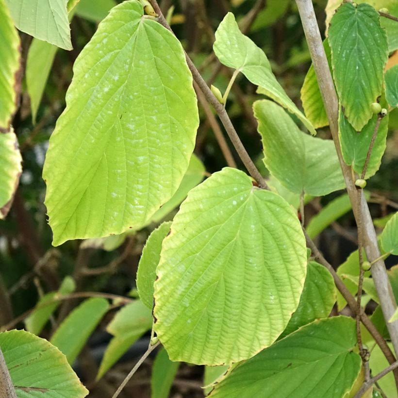 Corylopsis sinensis var. sinensis - Scheinhasel (Laub)