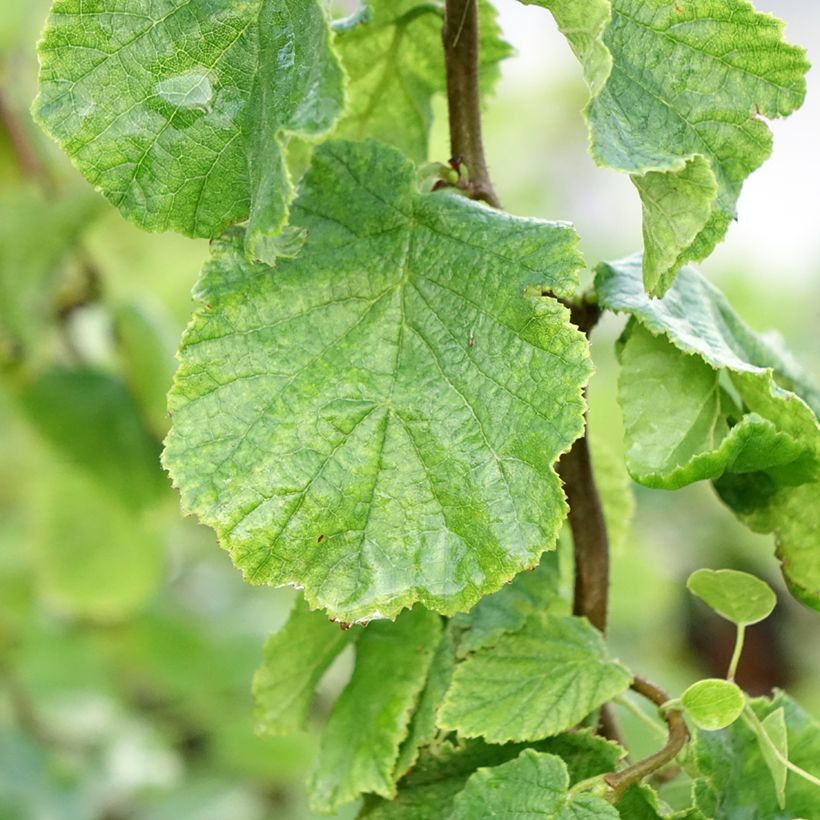 Haselnuss Medusa - Corylus avellana (Laub)