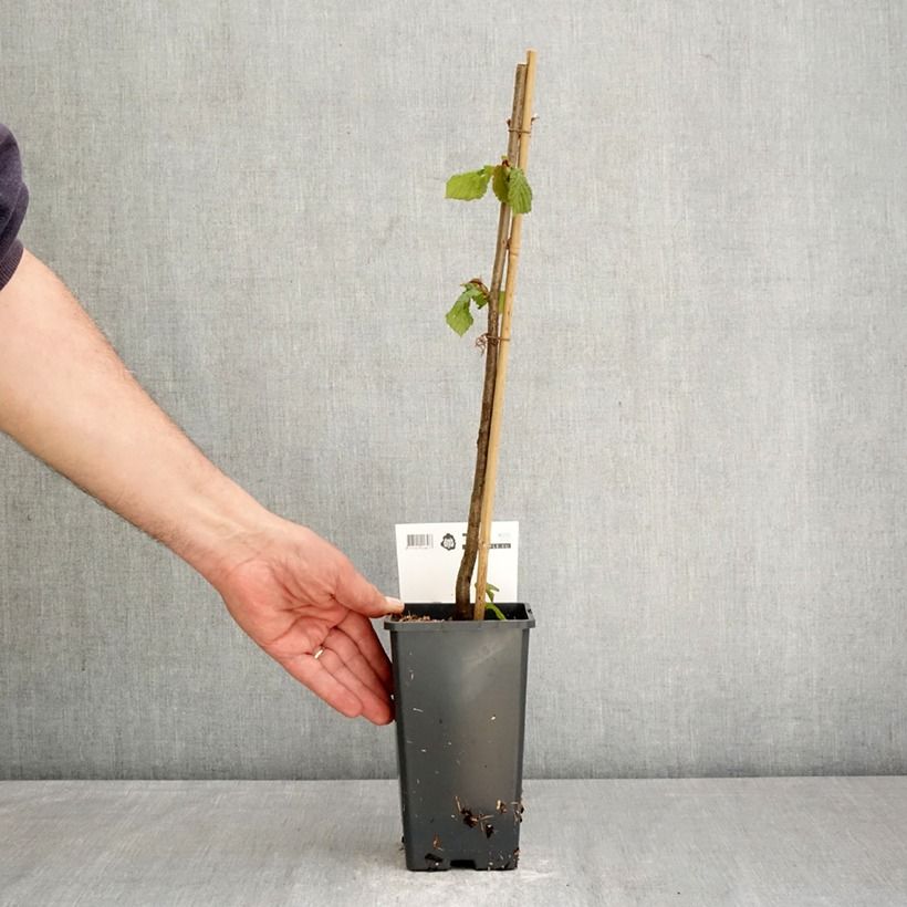 Exemplar von Haselnuss Rode Zellernoot - Corylus avellana Topf mit 1,5L/2L wie im Frühjahr geliefert